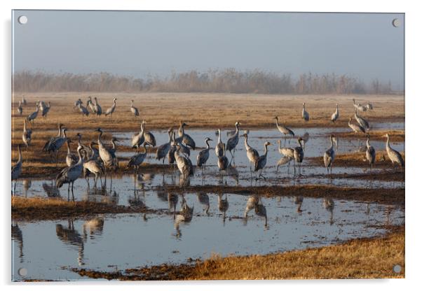 Feeding of the cranes at sunrise in the national P Acrylic by Olga Peddi