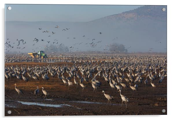 Feeding of the cranes at sunrise in the national P Acrylic by Olga Peddi