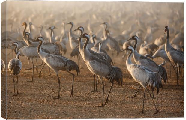 Feeding of the cranes at sunrise in the national P Canvas Print by Olga Peddi