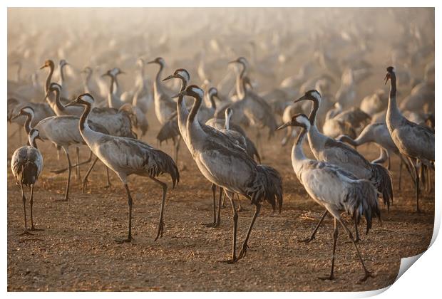 Feeding of the cranes at sunrise in the national P Print by Olga Peddi