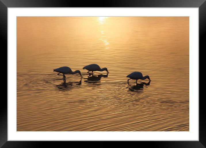 Dawn on the lake. Wintering birds in Israel Framed Mounted Print by Olga Peddi