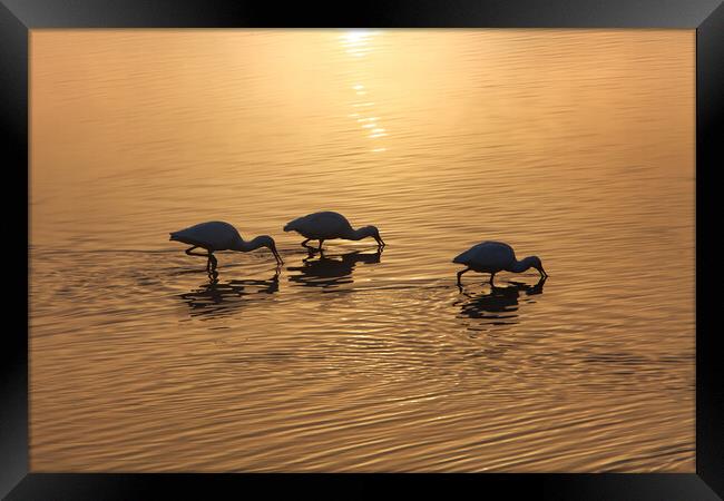 Dawn on the lake. Wintering birds in Israel Framed Print by Olga Peddi