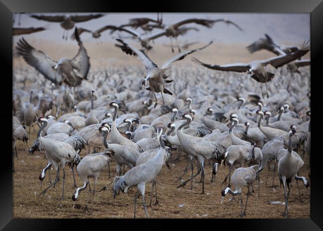 Wintering populations of Cranes in Israel Framed Print by Olga Peddi