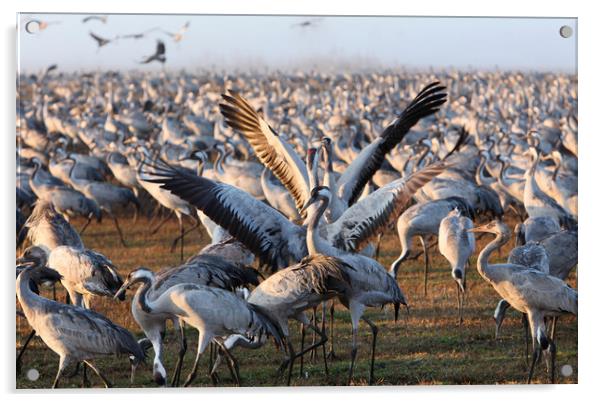 Wintering populations of Cranes in Israel Acrylic by Olga Peddi