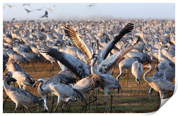 Wintering populations of Cranes in Israel Print by Olga Peddi