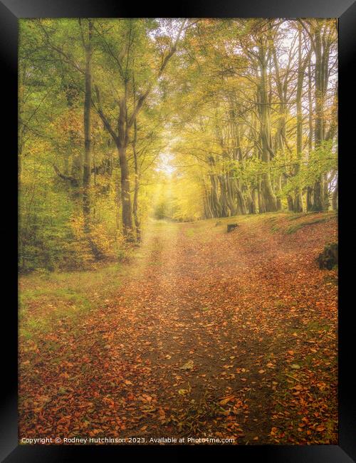 Autumn woodland Framed Print by Rodney Hutchinson