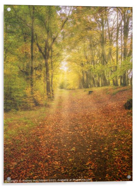 Autumn woodland Acrylic by Rodney Hutchinson