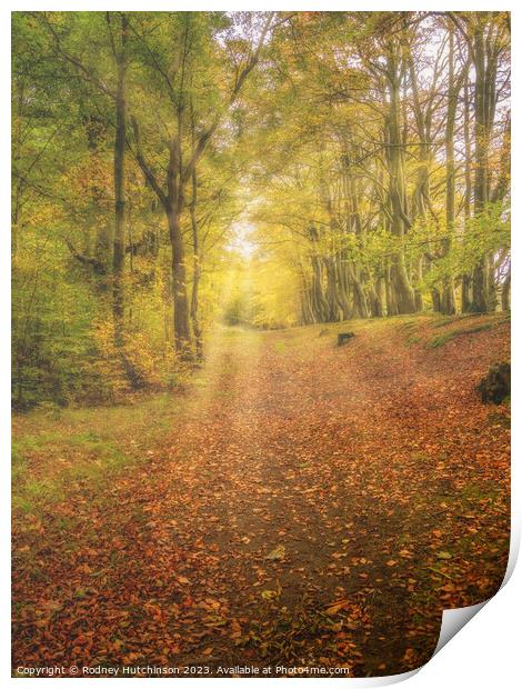 Autumn woodland Print by Rodney Hutchinson