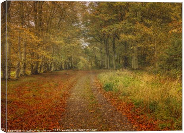 Autumn woodland scene Canvas Print by Rodney Hutchinson