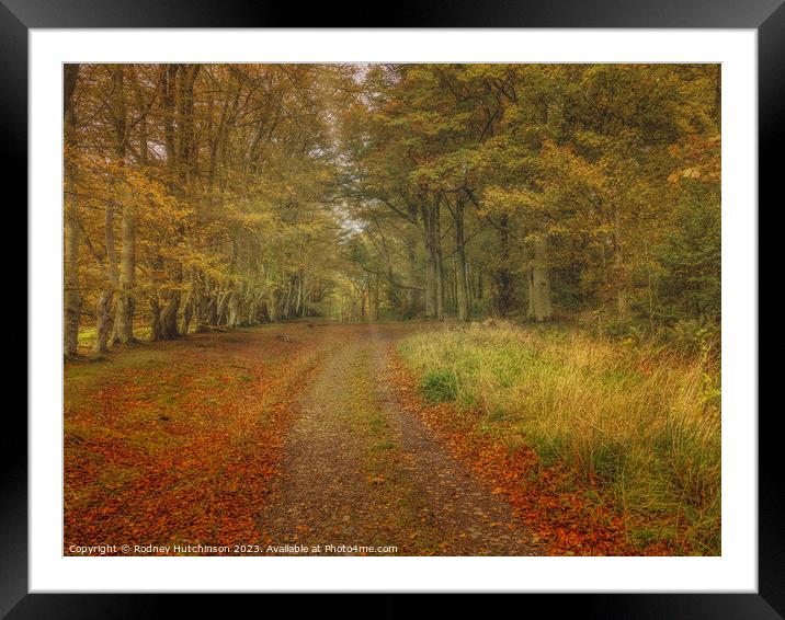 Autumn woodland scene Framed Mounted Print by Rodney Hutchinson