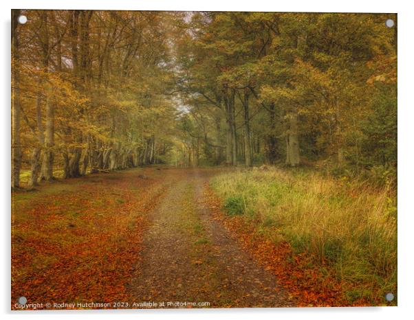 Autumn woodland scene Acrylic by Rodney Hutchinson