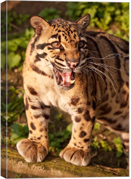 Clouded Leopard Canvas Print by Karl Thompson