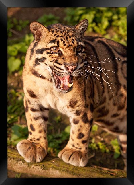 Clouded Leopard Framed Print by Karl Thompson