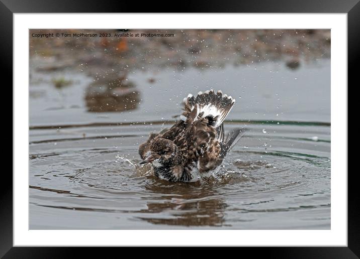 Turnstone takes a Bath Framed Mounted Print by Tom McPherson