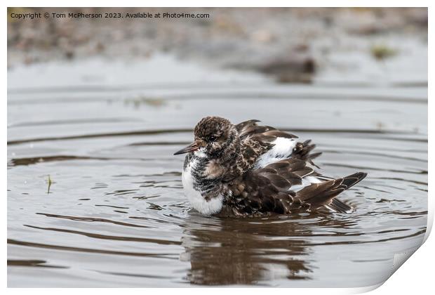 Turnstone Bathing Print by Tom McPherson