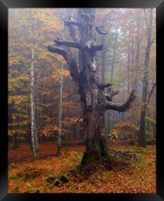 Reelig Forest Framed Print by Macrae Images