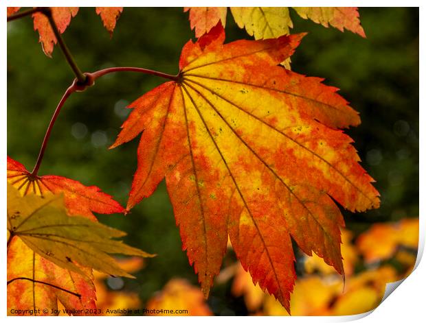 Maple leaves as they change color in the fall sunshine Print by Joy Walker