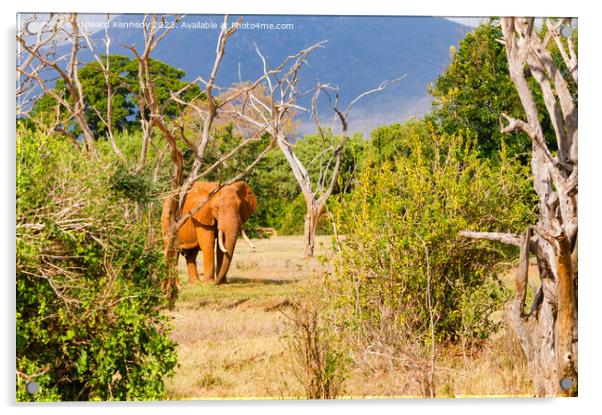 Elephant Acrylic by Howard Kennedy