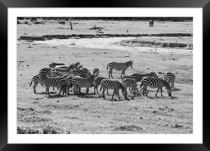 Dazzle of Burchell's Zebra in black and white Framed Mounted Print by Howard Kennedy