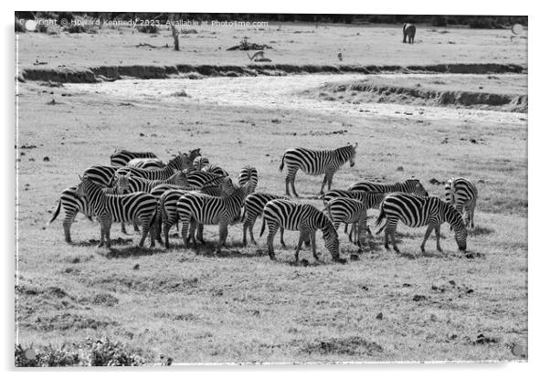 Dazzle of Burchell's Zebra in black and white Acrylic by Howard Kennedy