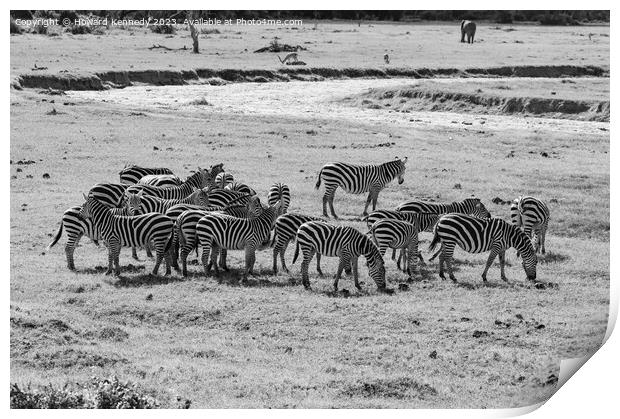 Dazzle of Burchell's Zebra in black and white Print by Howard Kennedy
