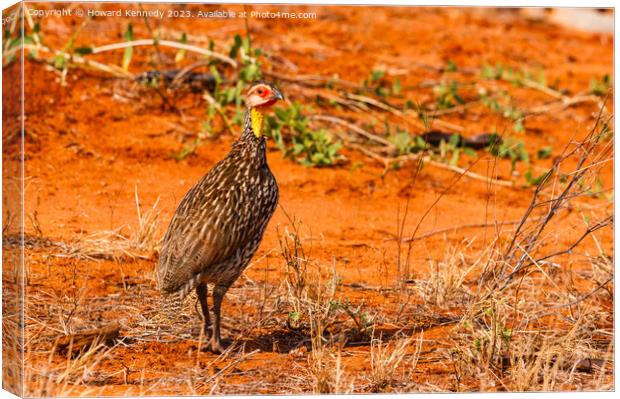 Yellow-Necked Spurfowl Canvas Print by Howard Kennedy