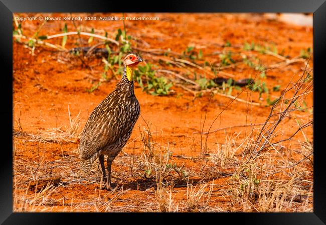Yellow-Necked Spurfowl Framed Print by Howard Kennedy