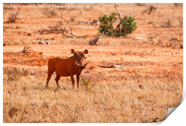 Warthog Print by Howard Kennedy