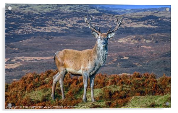 Monarch of the Glen Acrylic by Tom McPherson