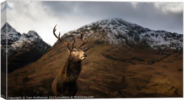 Monarch of the Glen Canvas Print by Tom McPherson