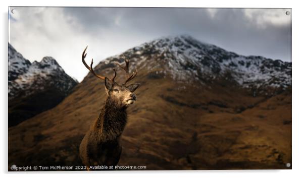 Monarch of the Glen Acrylic by Tom McPherson