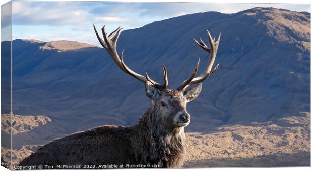 Monarch of the Glen Canvas Print by Tom McPherson