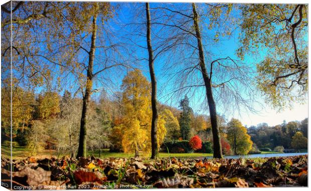 Carpet of autumn leaves under a blue sky Canvas Print by Roger Mechan