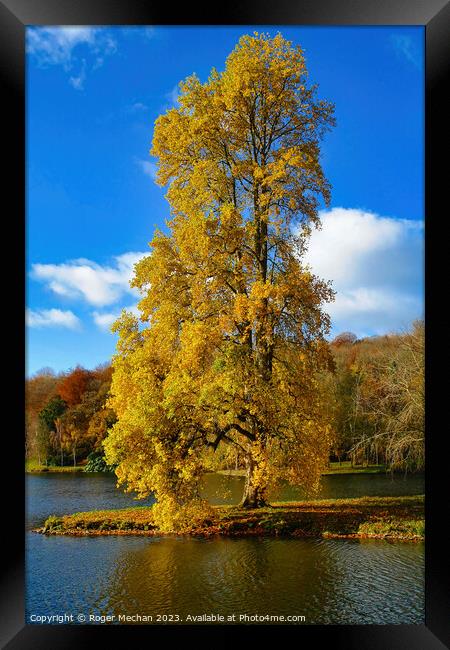 The majestic autumn maple Framed Print by Roger Mechan