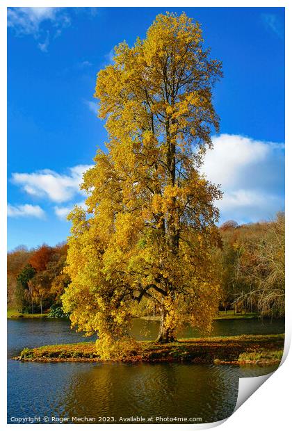 The majestic autumn maple Print by Roger Mechan