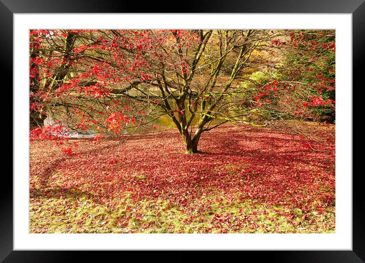 Autumn's red carpet Framed Mounted Print by Roger Mechan