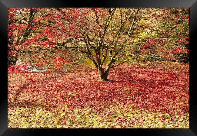 Autumn's red carpet Framed Print by Roger Mechan