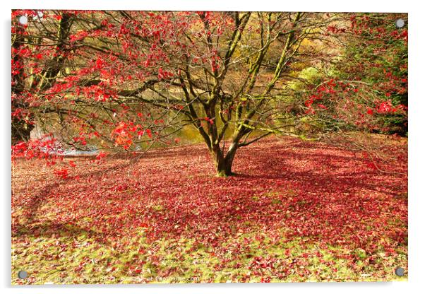 Autumn's red carpet Acrylic by Roger Mechan