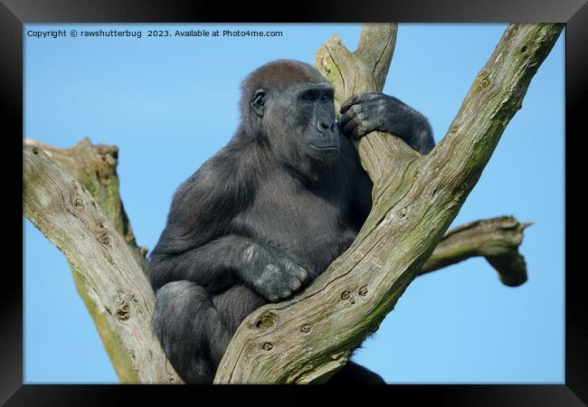 Gorilla's Tranquil Tree Perch Framed Print by rawshutterbug 