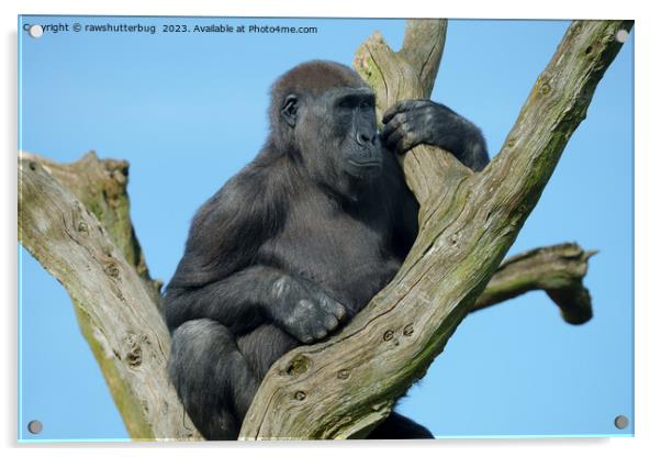 Gorilla's Tranquil Tree Perch Acrylic by rawshutterbug 