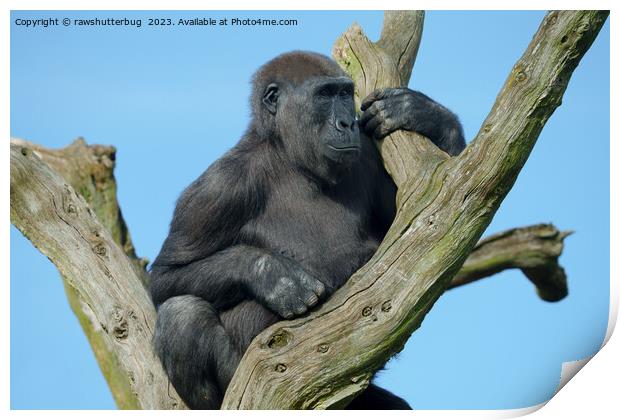 Gorilla's Tranquil Tree Perch Print by rawshutterbug 