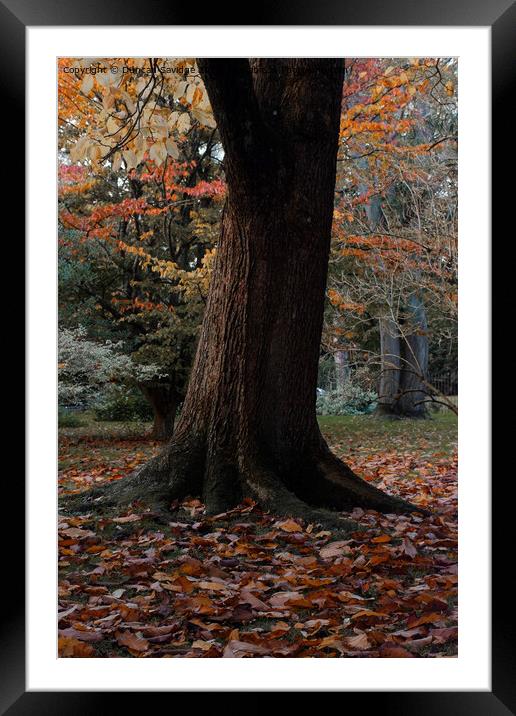 Autumn tree in the Botanical Gardens Bath Framed Mounted Print by Duncan Savidge