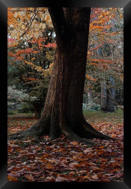 Autumn tree in the Botanical Gardens Bath Framed Print by Duncan Savidge
