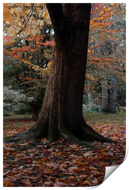 Autumn tree in the Botanical Gardens Bath Print by Duncan Savidge