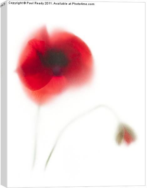 Our Poppy Canvas Print by Paul Ready