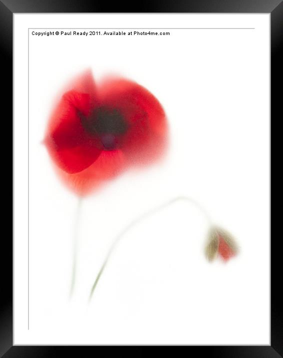 Our Poppy Framed Mounted Print by Paul Ready