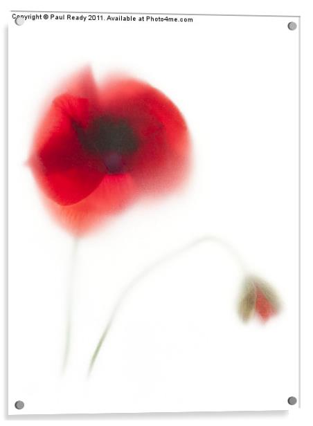 Our Poppy Acrylic by Paul Ready