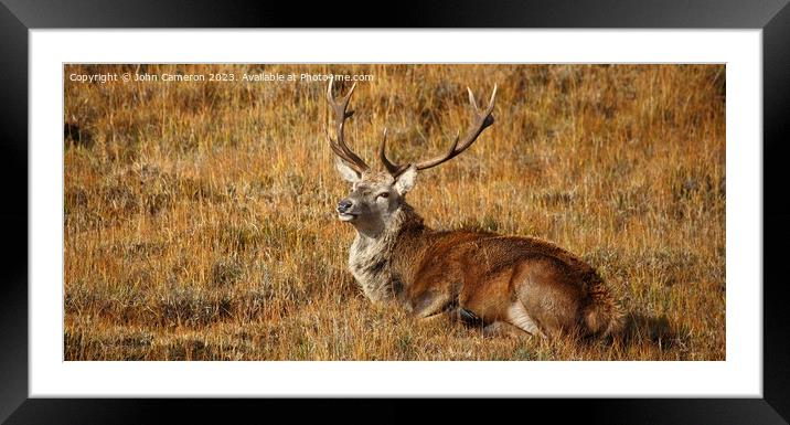 Wild Red Deer Stag at rest. Framed Mounted Print by John Cameron