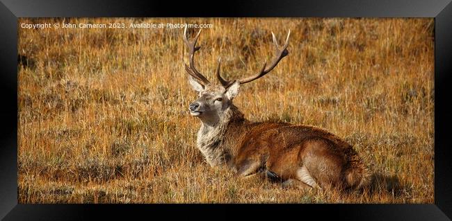 Wild Red Deer Stag at rest. Framed Print by John Cameron