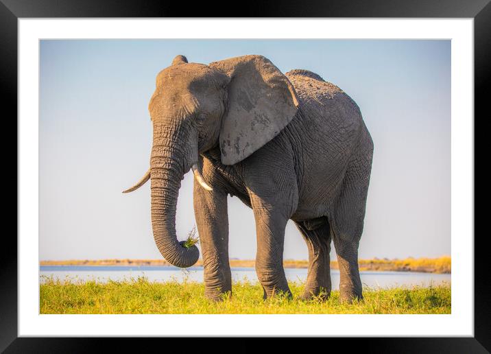 African Elephant Framed Mounted Print by Margaret Ryan